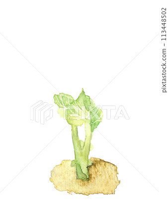 水彩畫馬鈴薯芽的插圖【手繪】白色背景透明背景複製空間 113448502