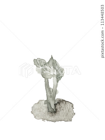 Monotone illustration of potato sprouts drawn with watercolors in the style of ink painting [hand-drawn] White background Transparent background Copy space 113448503