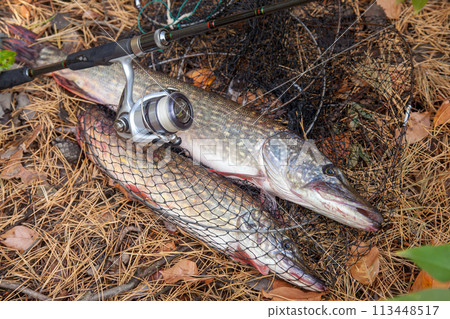 Freshwater pike fish. Big freshwater pike fish lies on keep net with fishery catch in it and fishing rod with reel.. Freshwater pike fish. Big freshwater pike fish lies on keep net with fishery catch in it and fishing rod with reel.. 113448517