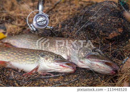 Freshwater pike fish. Two Freshwater pikes fish lies on keep net and fishing rod with reel.. 113448520