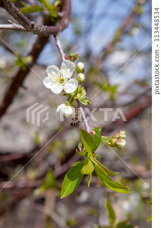 Honeybee on white flower of cherry tree collecting pollen and nectar to make sweet honey with medicinal benefits.. Honeybee on white flower of cherry tree collecting pollen and nectar to make sweet honey with medicinal benefits.. 113448534