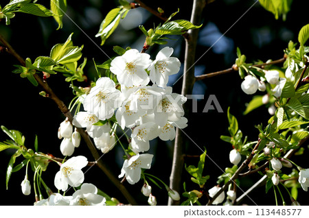 Sakura Yamazakura 113448577