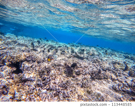 Shoal of differend kinds of the fish - sailfin tang, Longnose Parrotfish, Picasso trigger, Birdmouth wrasse, Klunzinger's wrasse and other tropical fish swimming at the coral reef in the Red Sea, Shoal of differend kinds of the fish - sailfin tang, Longnose Parrotfish, Picasso trigger, Birdmouth wrasse, Klunzinger's wrasse and other tropical fish swimming at the coral reef in the Red Sea, 113448585