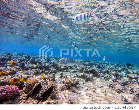 Shoal of differend kinds of the fish - sailfin tang, Longnose Parrotfish, Picasso trigger, Birdmouth wrasse, Klunzinger's wrasse and other tropical fish swimming at the coral reef in the Red Sea, Shoal of differend kinds of the fish - sailfin tang, Longnose Parrotfish, Picasso trigger, Birdmouth wrasse, Klunzinger's wrasse and other tropical fish swimming at the coral reef in the Red Sea, 113448587