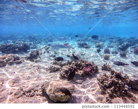 Spangled Emperor fish (Lethrinus Nebulosus) on his coral reef in the Red Sea, Egypt.. 113448591