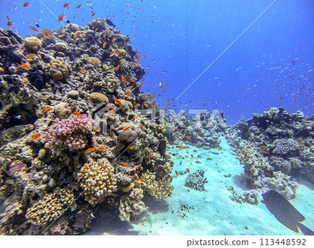 Underwater life of reef with corals, shoal of Lyretail anthias (Pseudanthias squamipinnis) and other kinds of tropical fish. Coral Reef at the Red Sea, Egypt. 113448592