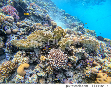 Underwater life of reef with corals and tropical fish. Coral Reef at the Red Sea, Egypt. 113448593