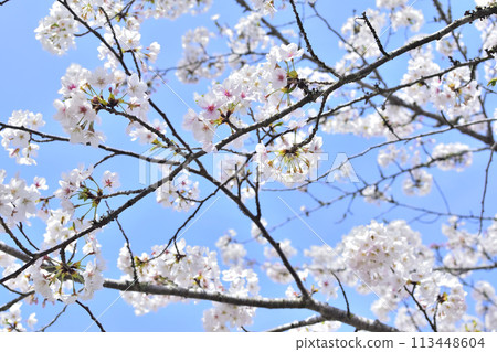 Beautifully blooming cherry blossoms 113448604
