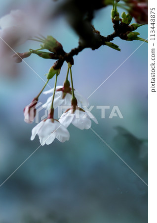 櫻相美吉野 113448875