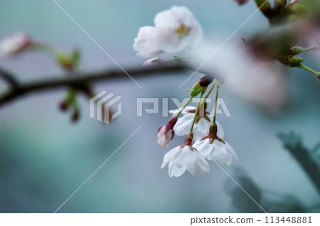 Sakura Somei Yoshino (Yoshino cherry tree) Sakura Somei Yoshino (Yoshino cherry tree) 113448881