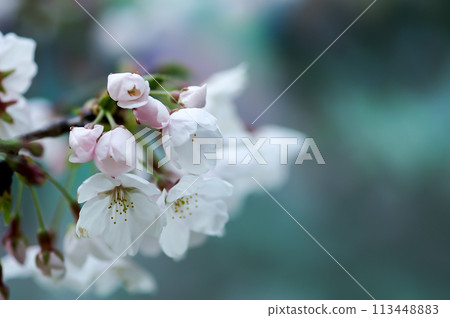 Sakura Somei Yoshino (Yoshino cherry tree) 113448883