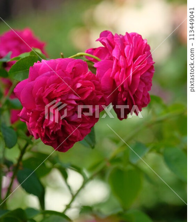 Rose of pink color 113449041