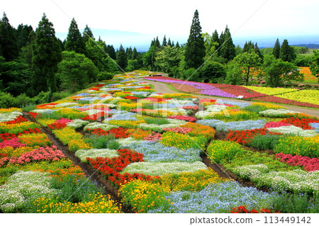 Spring Flower Fields (Kuju Flower Park) Spring Flower Fields (Kuju Flower Park) 113449142