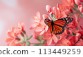 Butterfly Resting on Flower Petals 113449259