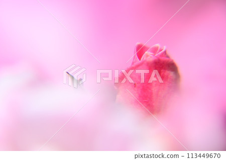 紅玫瑰花蕾 紅玫瑰花蕾 113449670