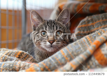 A young striped cat lies cozily in a quilted bed, its alert gaze hinting at curiosity and comfort within a shelter. 113449679