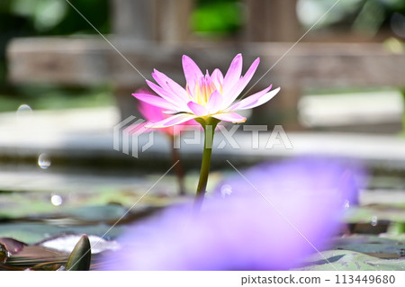 Tropical water lily that rises from the water surface and blooms 113449680