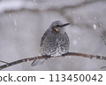 Brown-eared bulbul, a wild bird of Japan 113450042