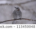 Brown-eared bulbul, a wild bird of Japan 113450048