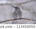Brown-eared bulbul, a wild bird of Japan 113450050