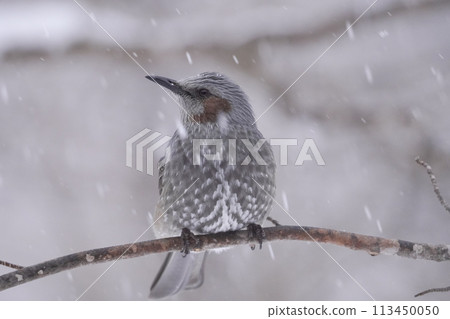 Brown-eared bulbul, a wild bird of Japan 113450050