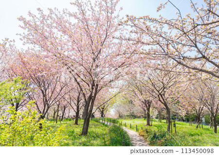 春天的東山動植物園櫻花走廊(愛知縣名古屋市) 春天的東山動植物園櫻花走廊(愛知縣名古屋市) 113450098