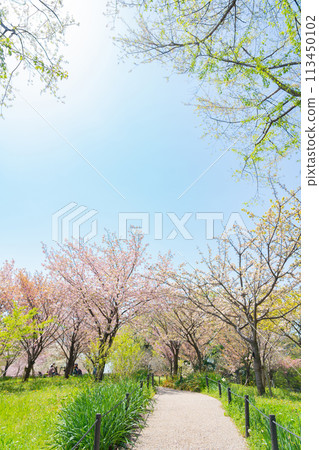 Spring at Higashiyama Zoo and Botanical Gardens, Cherry Blossom Corridor (Nagoya, Aichi Prefecture) 113450102