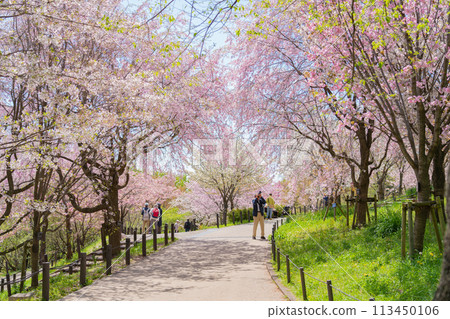 Spring at Higashiyama Zoo and Botanical Gardens, Cherry Blossom Corridor (Nagoya, Aichi Prefecture) Spring at Higashiyama Zoo and Botanical Gardens, Cherry Blossom Corridor (Nagoya, Aichi Prefecture) 113450106