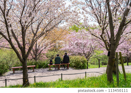 Spring at Higashiyama Zoo and Botanical Gardens, Cherry Blossom Corridor (Nagoya, Aichi Prefecture) Spring at Higashiyama Zoo and Botanical Gardens, Cherry Blossom Corridor (Nagoya, Aichi Prefecture) 113450111