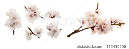 Branch with apricot flowers isolated on white background. Top view. Flat lay. Set or collection 113450206