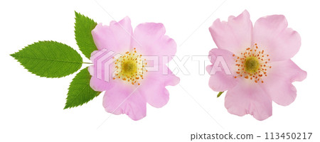 Rosehip flower with leaf isolated on white background close up Rosehip flower with leaf isolated on white background close up 113450217