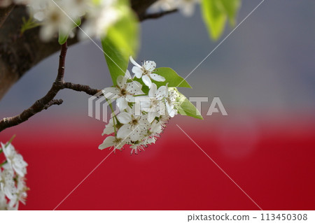 梨花特寫 113450308