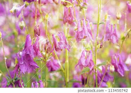 Aquilegia vulgaris flowers blooming with light bright petals. Spring blurred background of nature. Countryside. Sunny. 113450742