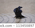 Crow's bathing 113450897