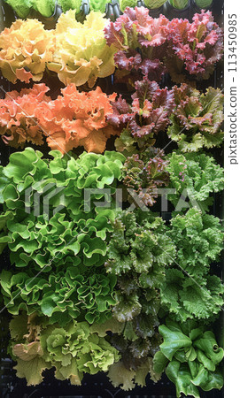 Vertical hydroponic garden with colorful lettuces, , a rainbow of greens displayed in a space-saving setup, bright LED lighting showcasing the vibrant colors and efficient use of space . 113450985