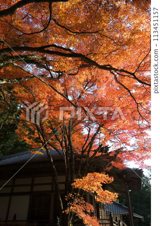 Autumn leaves at Kazan-in Temple 113451157