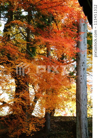 喀山寧的秋葉 喀山寧的秋葉 113451312