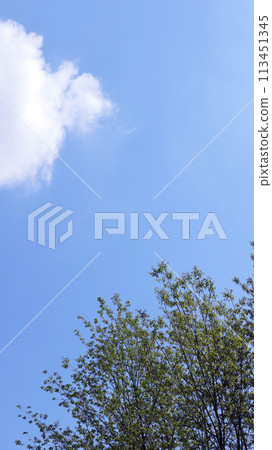 Clouds and leaves floating in the blue sky Clouds and leaves floating in the blue sky 113451345
