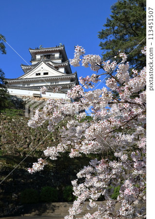 Cherry blossoms decorating Kochi Castle (Kochi City, Kochi Prefecture) 113451507