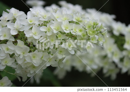 Hydrangea flower with a cone-shaped elongated shape - 9 113451564