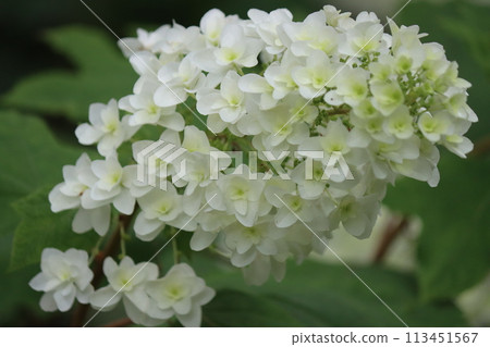 Cone-shaped, elongated hydrangea flower - 6 113451567