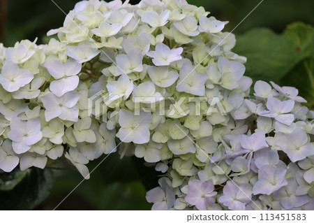 Hydrangea flowers, a symbol of the rainy season Hydrangea flowers, a symbol of the rainy season 113451583