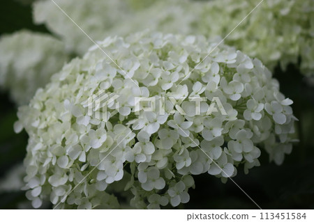 Hydrangea flowers, representative of the rainy season - Seven 113451584