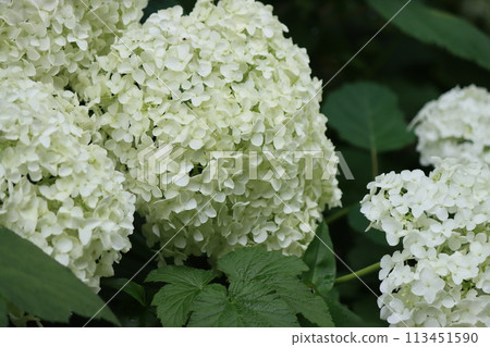 大球狀繡球花 - 2 大球狀繡球花 - 2 113451590