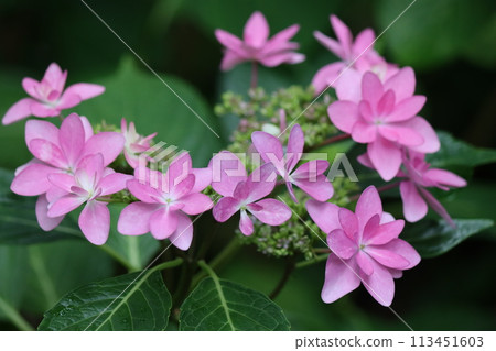 The elegant atmosphere of the pastel colors is attractive - Roku 113451603