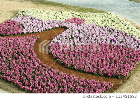 花敷的庫存花壇 113451658