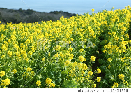 Rape blossoms of flowers and flies 113451816