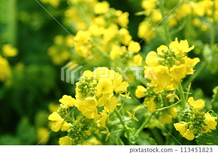 Rape blossoms of flowers and flies Rape blossoms of flowers and flies 113451823