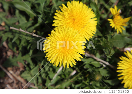 Beautiful Dandelion 113451860
