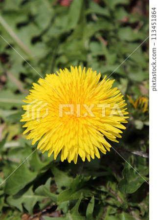 Beautiful Dandelion 113451864